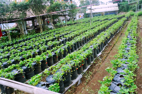 Kebun Indonesia