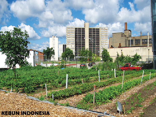 kebun kota
