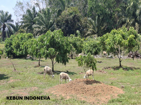 kebun buah tropis