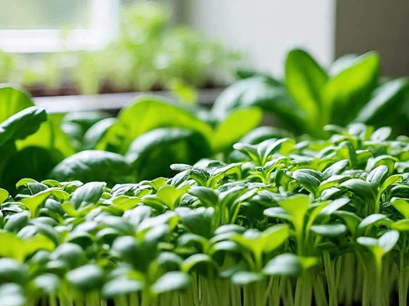 Microgreens & Kebun Vertikal